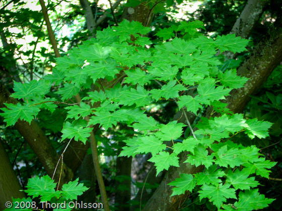 Acer tschonoskii